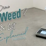 What Is a Dime Bag of Weed? Weight, THC & Cost Explained